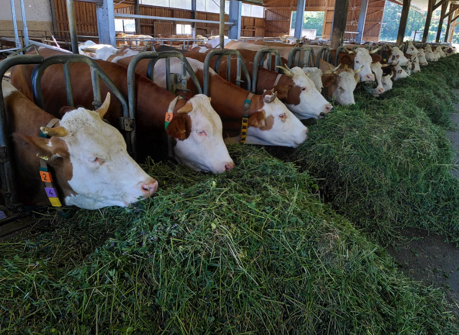 養(yǎng)殖行業(yè)惡臭氣體在線監(jiān)測(cè)方案縮略圖 養(yǎng)殖行業(yè)惡臭氣體在線監(jiān)測(cè)方案縮略圖